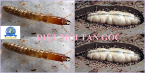 Diệt mối sinh học TPHCM re