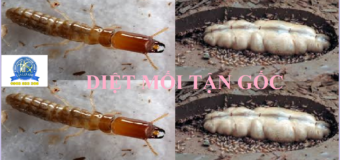 Diệt mối sinh học TPHCM re