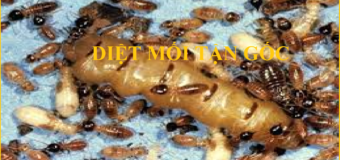 Diệt mối tận gốc TPHCM uy tín