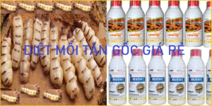 Diệt mối giá bao nhiêu là rẻ 24