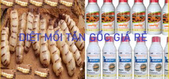 Diệt mối giá bao nhiêu là rẻ 24