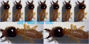 Diệt mối tận gốc rẻ nhất