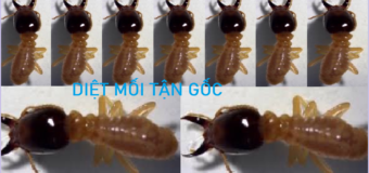 Diệt mối tận gốc rẻ nhất