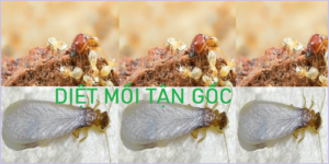 Diệt mối tận gốc ở Hà Nội rẻ