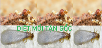 Diệt mối tận gốc ở Hà Nội rẻ
