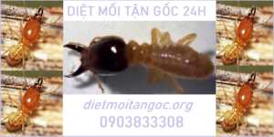 Diệt mối Tận gốc tại Vinh rẻ