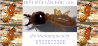 Diệt mối Tận gốc tại Vinh rẻ