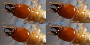Diet moi tan goc Da Nang re