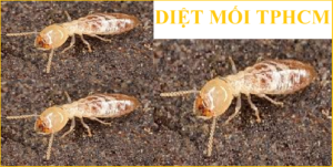 Diệt mối tận gốc giá rẻ 24