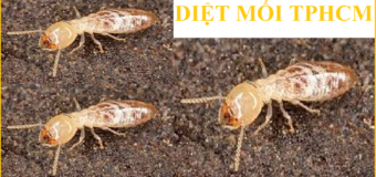 Diệt mối tận gốc giá rẻ 24