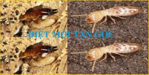 Diệt mối tận gốc giá rẻ Hà Nội 24h7