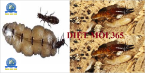 Diệt mối tại nhà giá rẻ nhất