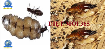 Diệt mối tại nhà giá rẻ nhất