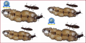 Diệt mối tận gốc tại TPHCM giá rẻ 24h7