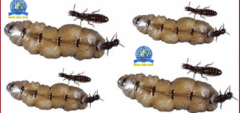 Diệt mối tận gốc tại TPHCM giá rẻ 24h7