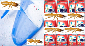 Diệt mối bằng xà phòng rẻ nhất