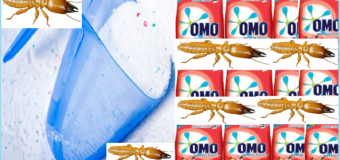Diệt mối bằng xà phòng rẻ nhất