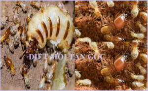 Diệt mối sinh học TPHCM uy tín