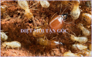Diệt mối ở Sài Gòn