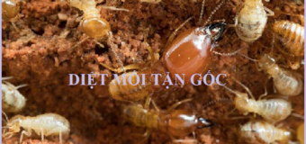 Diệt mối ở Sài Gòn