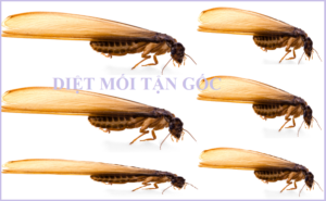 Diệt mối siêu tốc giá rẻ nhất