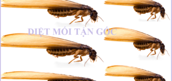 Diệt mối siêu tốc giá rẻ nhất