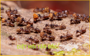 Diệt mối tại Hà Nội giá rẻ