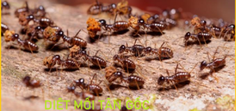 Diệt mối tại Hà Nội giá rẻ