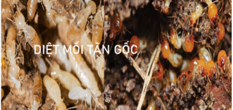 Diệt mối uy tín giá rẻ