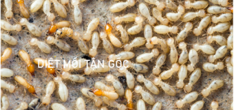 Diệt mối uy tín tại Hà Nội rẻ