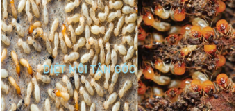 Công ty diệt mối uy tín giá rẻ