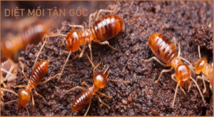 Dịch vụ diệt mối uy tín rẻ nhất