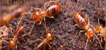 Dịch vụ diệt mối uy tín rẻ nhất