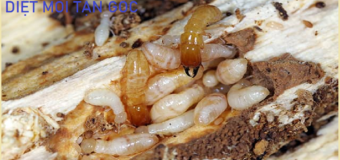 Diệt mối Xuyên Việt Giá rẻ