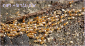 Bả diệt mối X-Term Nhật Bản rẻ
