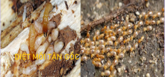 Cách diệt mối xông nhà rẻ