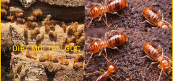 Diệt mối Thanh Xuân rẻ