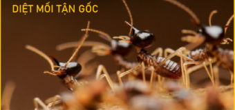 Diệt mối sinh học Quận 5