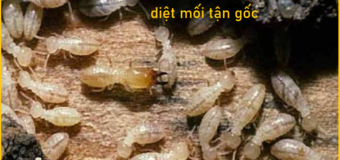 Diệt mối sinh học Quận 6