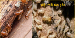 Diệt mối sinh học Quận 7