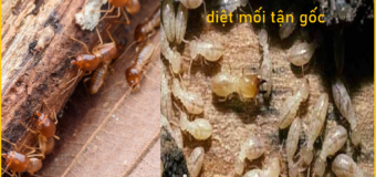 Diệt mối sinh học Quận 2