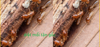 Diệt mối sinh học Quận 8