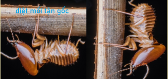Diệt mối sinh học Quận 9