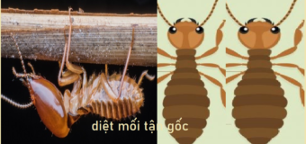 Diệt mối sinh học Quận 10
