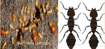 Diệt mối sinh học Quận 11