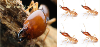 Diệt mối sinh học Quận Gò Vấp