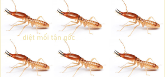 Diệt mối sinh học Quận Tân Bình