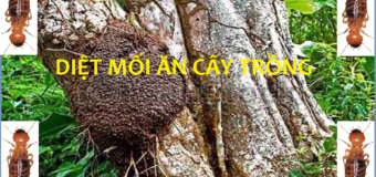 Diệt mối ăn cây trồng giá rẻ