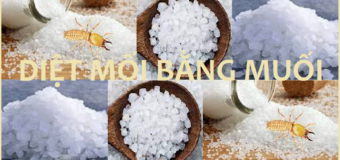 Diệt mối bằng muối rẻ