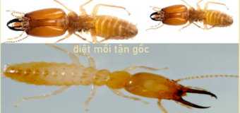 Diệt mối Cần Thơ Giá rẻ nhất